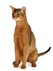 Abyssinian cat isolated on white background