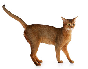 Abyssinian cat isolated on white background