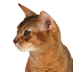 Abyssinian cat isolated on white background