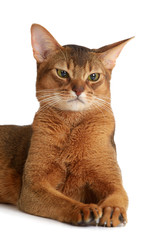 Abyssinian cat isolated on white background
