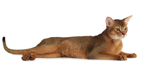 Abyssinian cat isolated on white background