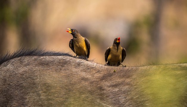 two oxpecker on the back of a baffalo