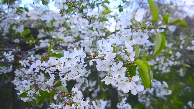 Cherry Flowers on the Wind 1