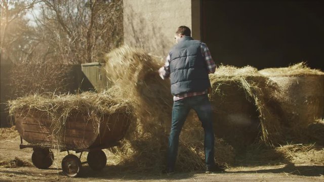 Man is cleaning a farm yard from hay with a pitchfork on a sunny day. Shot on RED Cinema Camera.