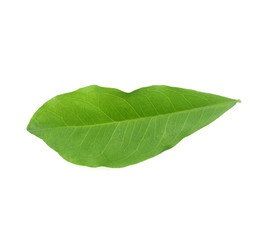 Fototapeta na wymiar Green leaves on a white background.