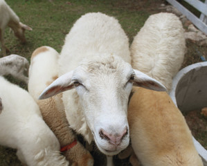 Naklejka premium herd of curious white goats outside farm in thailand