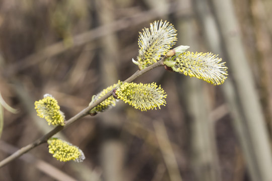 Branch of blossoming willow with catkins on bokeh background, selective focus, shallow DOF