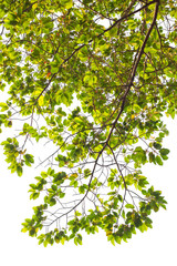 View beneath a rubber tree.