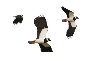 Black and white bird flying isolated on white background