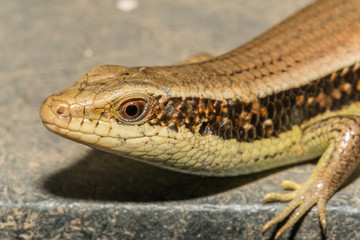Skink (Lizard) on black gruge floor