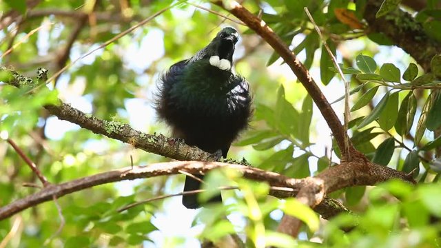 Tui bird in the trees