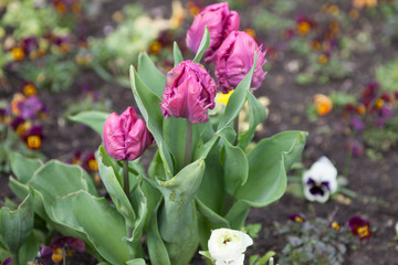 Obraz na płótnie Canvas Decorative tulips on the flowerbed in city park