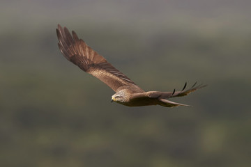 Black kite (Milvus migrans)