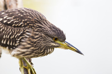 Fototapeta premium Young Night heron