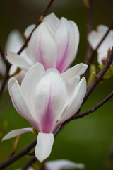 Blooming white magnolia tree in early spring