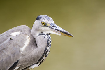 Fototapeta premium Portrait of Gray heron