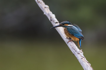 Kingfisher on the trunk