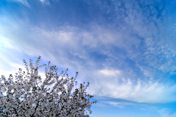 Blue sky background with tiny clouds