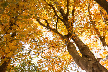 Fototapeta premium Autumn maple