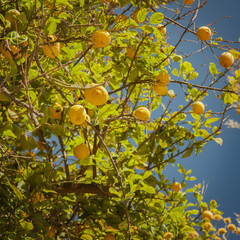 Lemon tree with ripe fruit