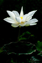 White lotus flower in pond