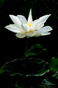 Fototapeta White lotus flower in pond
