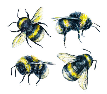 Set of bumblebees on a white background. Watercolor drawing. Insects drawing