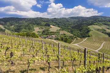 Fototapeta na wymiar Vineyard near Oberkirch, Black Forest