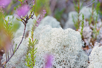 Macro shot of white reindeer moss