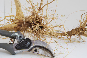 Hand shears and garden roots in white background