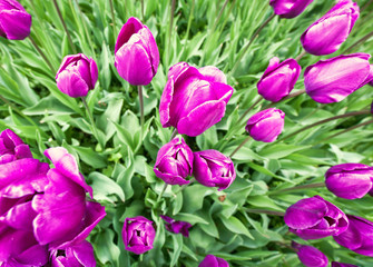 Obraz premium Tulip flowers. Super wide angle lens shot