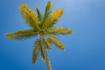 Palm tree in Dominican Republic