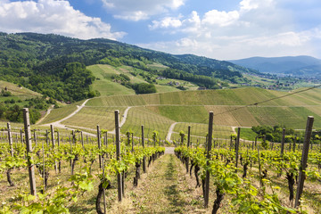 Fototapeta na wymiar vineyard near Oberkirch, Ortenau, Black Forest