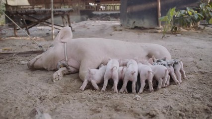 Cochon en train d'allaiter 