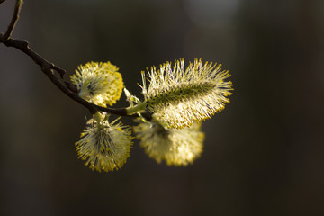 Blossoming willow in the spring forest