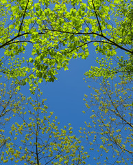 branch with fresh green leaves move upward, creating a border around the blue space. Bright blue spring sky. Background.
