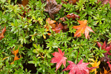 Red maple