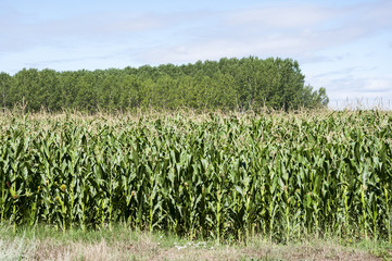 Poplar groves and cornfields in the plain of the River Esla, in Leon Province, Spain