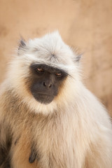 Close up of a Rhesus Macaque monkey at the Red Fort, Amer, Jaipur, India against a red terracotta wall
