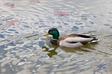 Obraz premium Duck on the lake water with the reflection of the foliage and flowers
