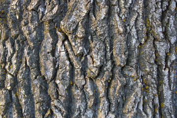 The structure of poplar bark - texture