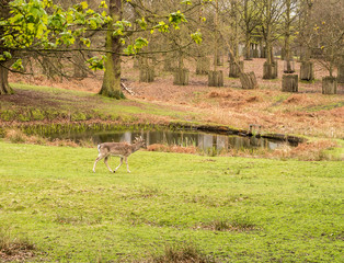 Wild fallow deer at Dunham Massey, Altrincham, UK