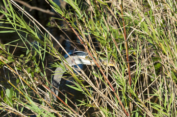 Great Blue Heron behind the scenes