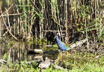 Purple Gallinule in swamp