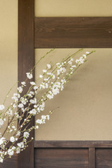 branch of blossom Plum Flower for decoration. Asian background