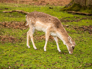 Naklejka na ściany i meble Wild fallow deer at Dunham Massey, Altrincham, UK