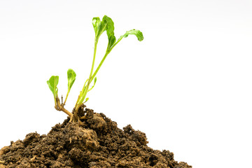 Young plant isolated on white background.