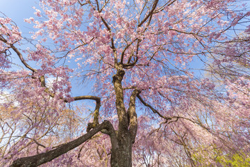 Fresh pink flowers of sakura growing in Japanese garden