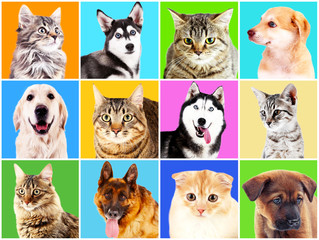 Dogs and cats portraits on bright backgrounds