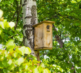 Young starling peeking out of the birdhouse